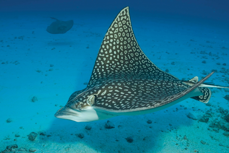 Amura, Amura World,Homenaje a la vida,La mar, Grandes especies marinas como las ballenas se alimentan de plancton. 