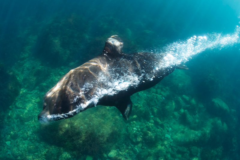 Amura, Amura World,Homenaje a la vida,Yates exploradores de Cantiere delle Marche, Especies y fondo marino del Mar de Cortés.