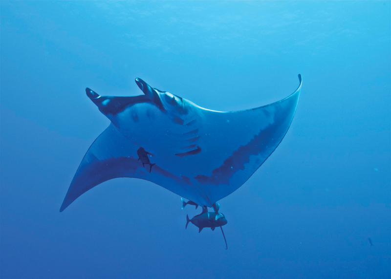 Amura, Amura World,Homenaje a la vida,Yates exploradores de Cantiere delle Marche, El archipiélago de Revillagigedo abarca cuatro remotas islas en el Pacífico mexicano.