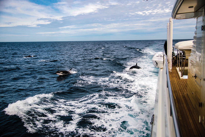 Amura, Amura World,Homenaje a la vida,Yates exploradores de Cantiere delle Marche, Pod of orcas in Valdes Peninsula, Argentina