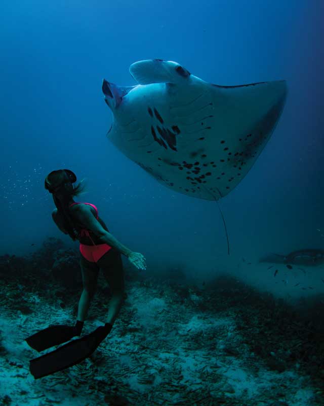 Amura,Maldivas,AmuraWorld,República de Maldivas, Son frecuentes los encuentros con la fauna marina. 