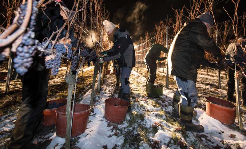 Amura,AmuraWorld,AmuraYachts,Top 10: Destinos para esquiar,El oro líquido canadiense, Harvesting takes place at the end of the year.