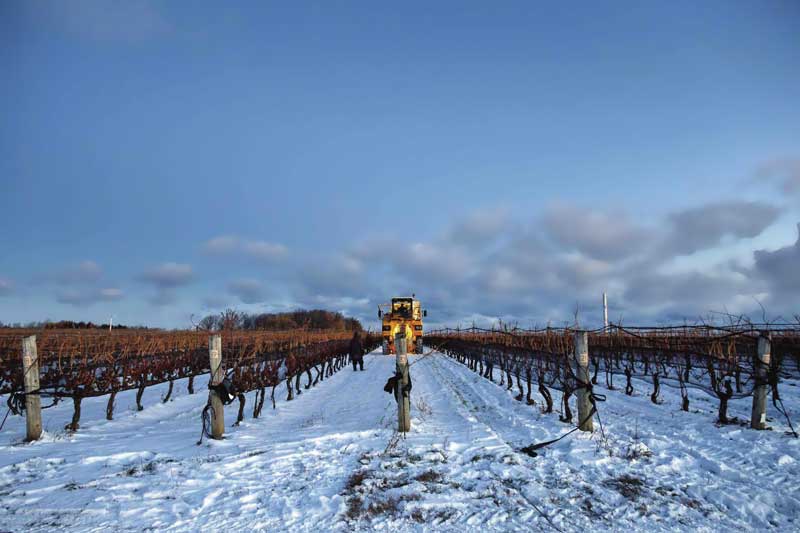 Amura,AmuraWorld,AmuraYachts,Top 10: Destinos para esquiar,El oro líquido canadiense, Las uvas deben estar congeladas.