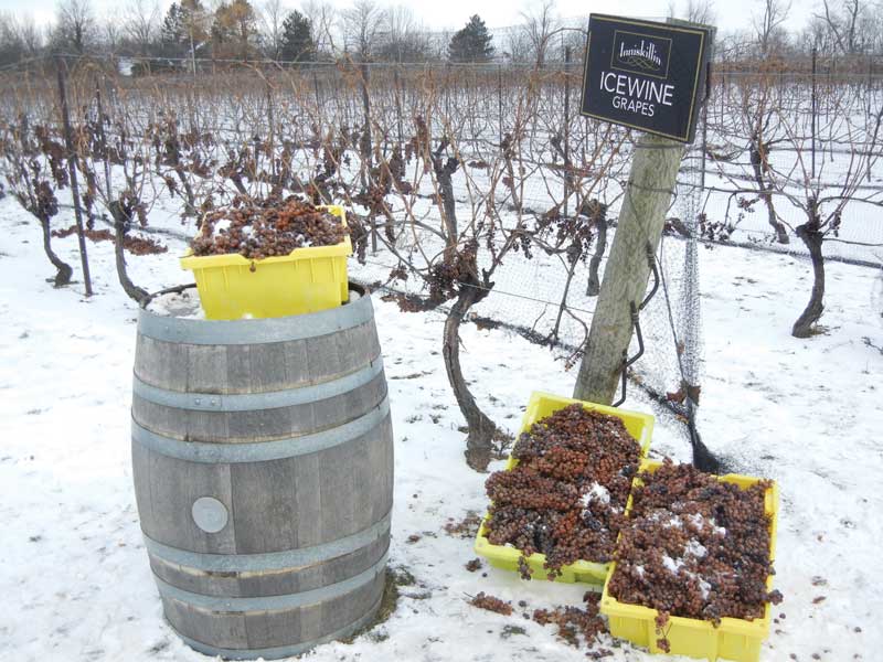 Amura,AmuraWorld,AmuraYachts,Top 10: Destinos para esquiar,El oro líquido canadiense, Grapes must be at temperatures below 32 °F.