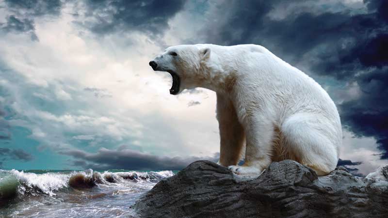 Amura,AmuraWorld,AmuraYachts,Top 10: Destinos para esquiar,Rescate invernal, The polar bear is on the endangered species list.