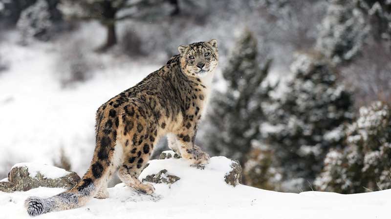 Amura,AmuraWorld,AmuraYachts,Top 10: Destinos para esquiar,Rescate invernal, El leopardo de las nieves, víctima de los seres humanos.