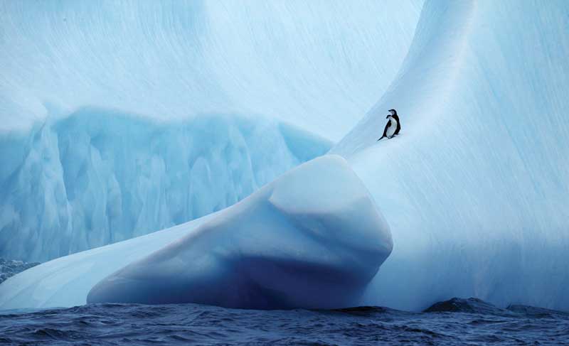 Amura,AmuraWorld,AmuraYachts,Top 10: Destinos para esquiar,Rescate invernal, Most penguin species inhabit the south pole of the planet.