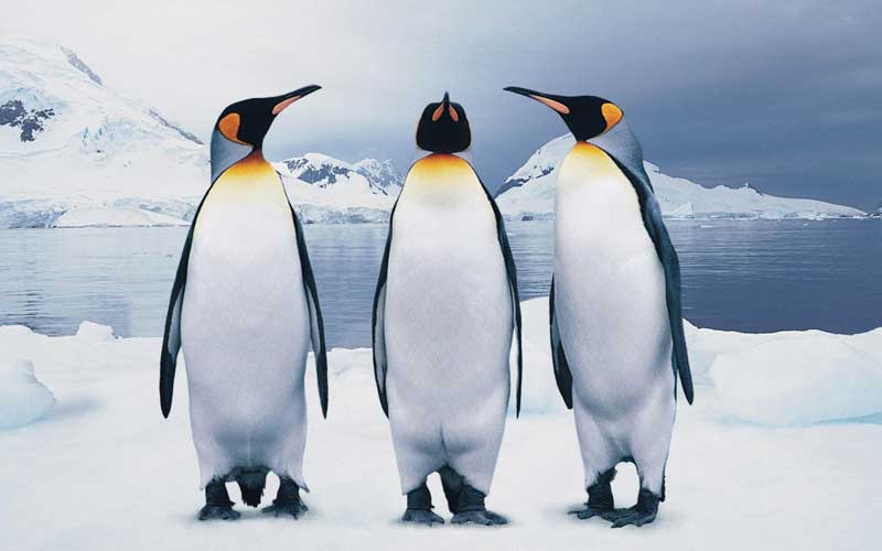 Amura,AmuraWorld,AmuraYachts,Top 10: Destinos para esquiar,Rescate invernal, The global penguin population has been affected by rising sea temperatures.
