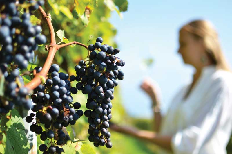 Amura,AmuraWorld,AmuraYachts,La aromática y vinícola Suiza, En todo el territorio de Suiza hay poco más de 14,500 hectáreas dedicadas a los viñedos.