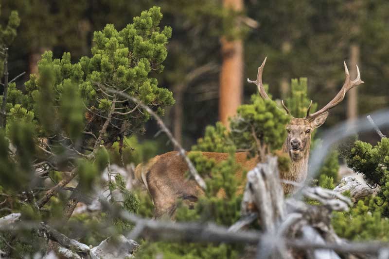 Amura,AmuraWorld,AmuraYachts,Paraíso natural, Con la regulación de las zonas de caza, las poblaciones de animales salvajes pudieron reproducirse y recuperarse, entre ellas, los ungulados y el ciervo rojo.