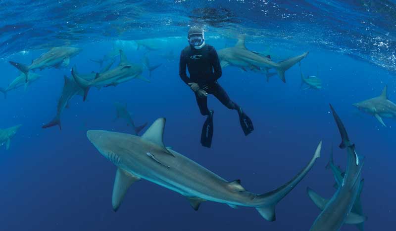 Amura,AmuraWorld,AmuraYachts,Xtreme marine sports, Diving with sharks is the ultimate test for experts who live with the dominant species of the deep.