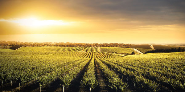 Australia tierra salvaje, tierra de vinos - Cindy Agustín