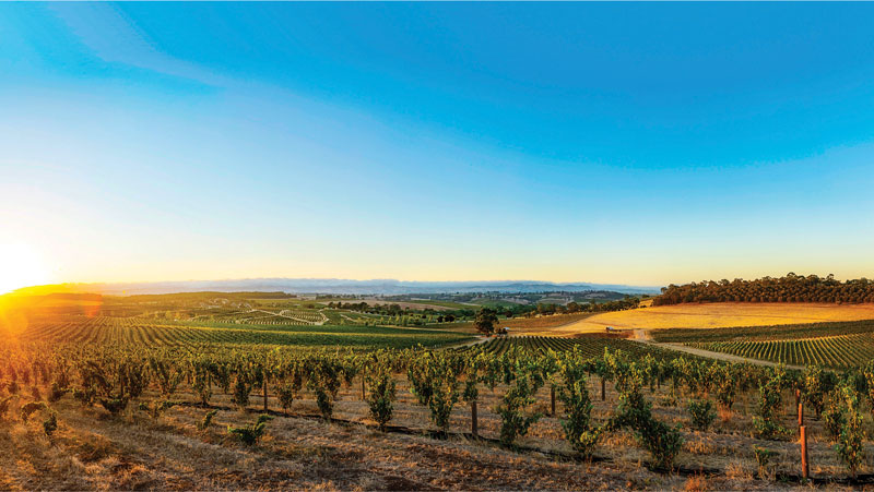 Amura,AmuraWorld,AmuraYachts,Tasmania,Australia, En Tasmania, comenzaron a plantarse las vides desde la década de 1820. / <br />1. In Tasmania, grapevines were first planted in the 1820s.