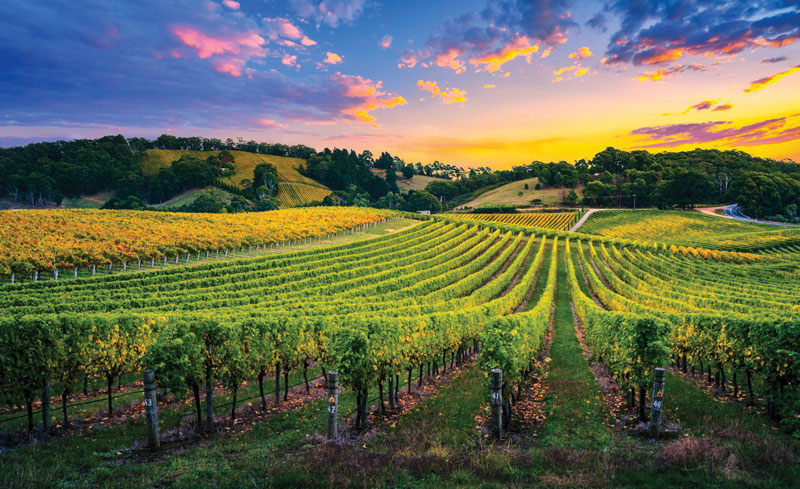 Amura,AmuraWorld,AmuraYachts,Tasmania,Australia, The first Tasmanian vines were planted in the Tamar Valley in the northern part of the island.