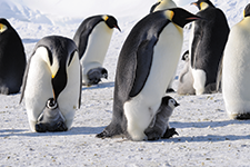 El fabuloso pingüino de la Patagonia - Alfonso López Collada