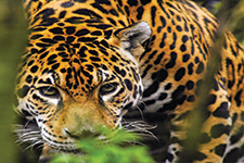 Jaguar joya  - Eduardo Lugo