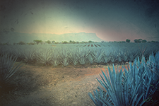 Los grandes Tequilas de México - LA EUROPEA
