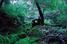 Yakushima, Japón - AMURA