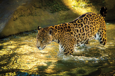 Parque Zoológico de São Paulo  - João Mauro Azevedo Carrillo 